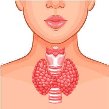 Thyroidectomy Surgery